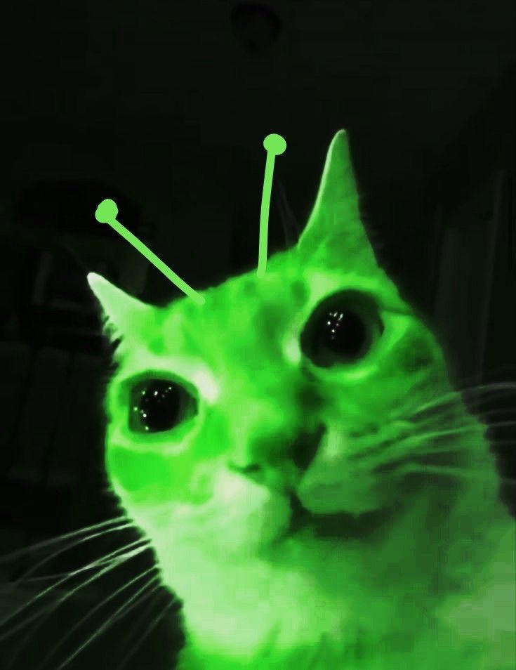 Alien Cat